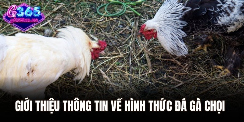Đá Gà Chọi – Sàn Đấu Rực Lửa Của Những Chiến Kê Huyền Thoại 1 Giới thiệu thông tin về hình thức đá gà chọi