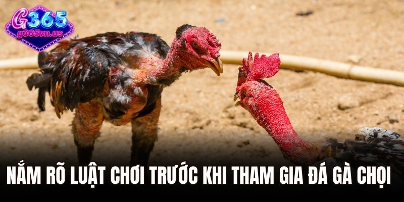 Đá Gà Chọi – Sàn Đấu Rực Lửa Của Những Chiến Kê Huyền Thoại 3 Nắm rõ luật chơi trước khi tham gia đá gà chọi