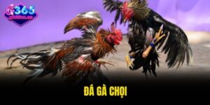 đá gà chọi