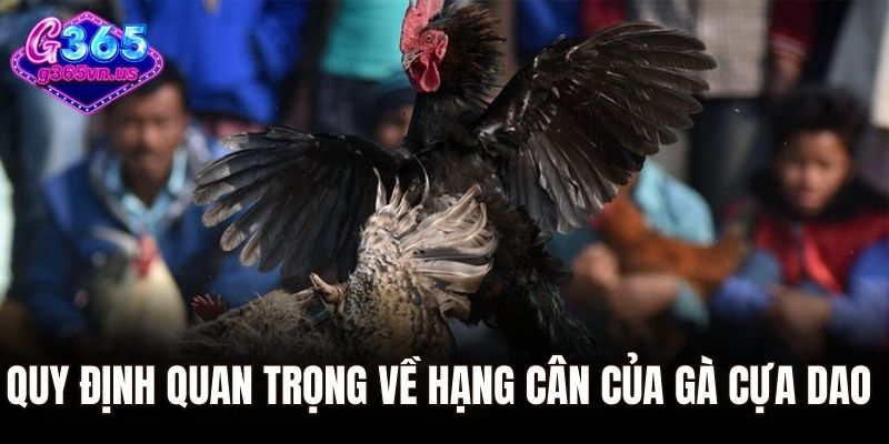 Đá Gà Cựa Dao – Môn Thể Thao Hot Hit Nhất Tại G365 2 Quy định quan trọng của G365 về hạng cân của gà cựa dao