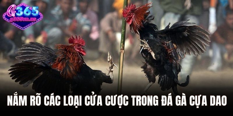 Đá Gà Cựa Dao – Môn Thể Thao Hot Hit Nhất Tại G365 3 Nắm rõ các loại cửa cược trong đá gà cựa dao