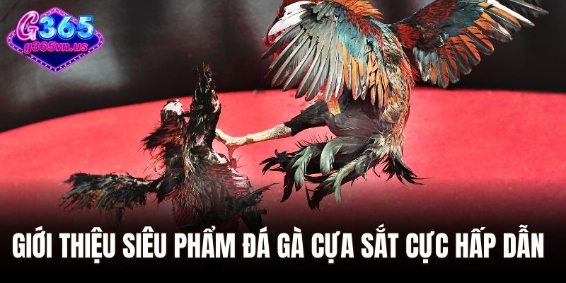 Đá Gà Cựa Sắt - Đấu Trường Cá Cược Đỉnh Cao Tại Châu Á 1 Giới thiệu siêu phẩm đá gà cựa sắt cực hấp dẫn