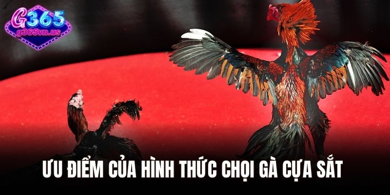Đá Gà Cựa Sắt - Đấu Trường Cá Cược Đỉnh Cao Tại Châu Á 2 Ưu điểm của hình thức chọi gà cựa sắt