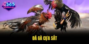 đá gà cựa sắt