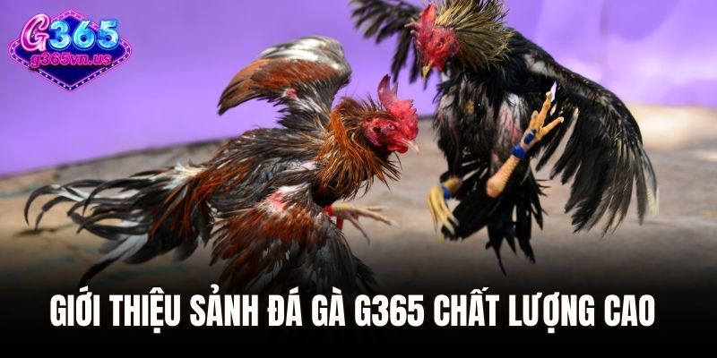 Giới thiệu sảnh đá gà G365 chất lượng cao