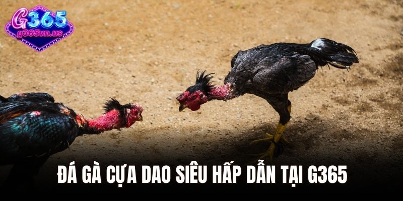 Đá gà cựa dao siêu hấp dẫn tại G365