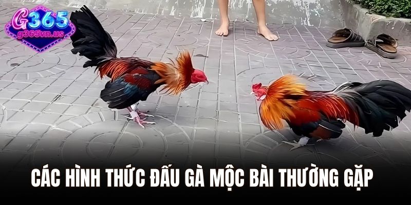 Khám Phá Đá Gà Mộc Bài Sân Chơi Giải Trí Cho Dân Chơi 2 Các hình thức đấu gà Mộc Bài thường gặp