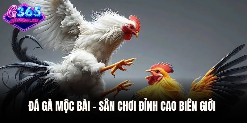 Khám Phá Đá Gà Mộc Bài Sân Chơi Giải Trí Cho Dân Chơi 1 Đá gà Mộc Bài - Sân chơi đỉnh cao biên giới