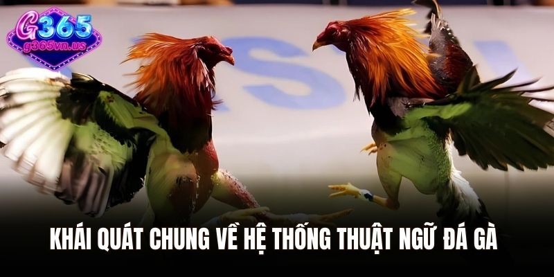 Khái quát chung về hệ thống thuật ngữ đá gà