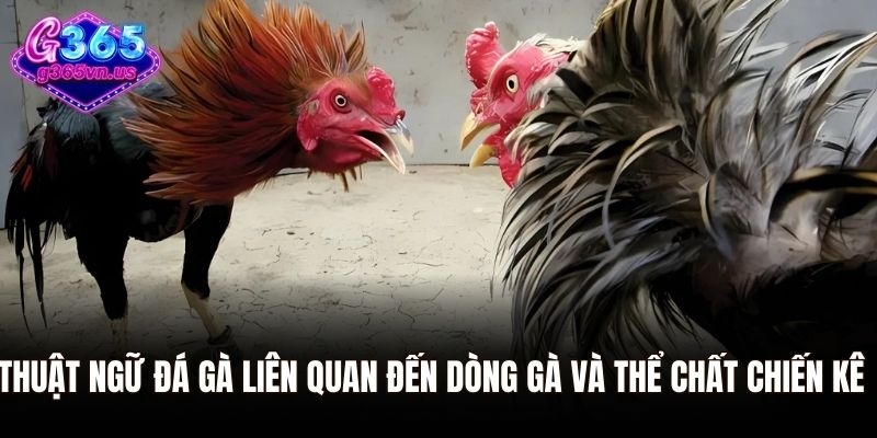 Thuật ngữ đá gà liên quan đến dòng gà và thể chất chiến kê