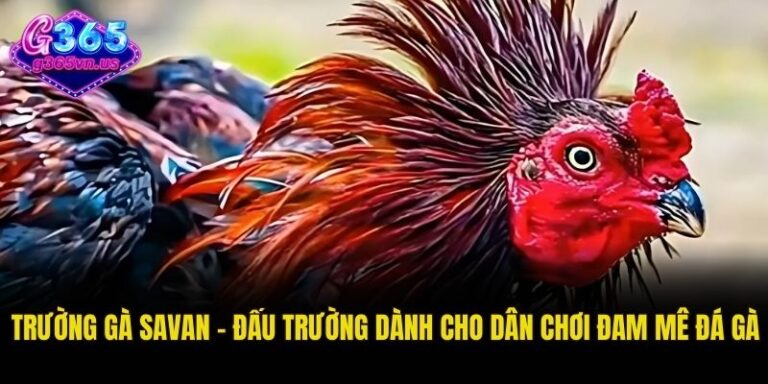Tổng Hợp Thuật Ngữ Đá Gà G365 Dành Cho Người Mới 3 Thuật ngữ đá gà