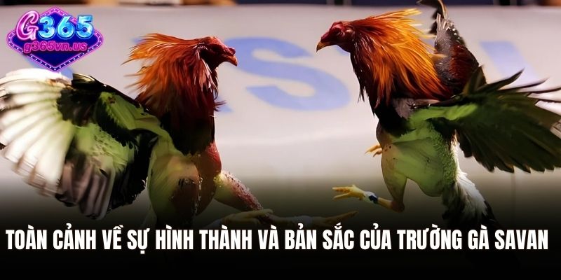 Toàn cảnh về sự hình thành và bản sắc của trường gà Savan