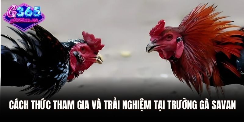 Cách thức tham gia và trải nghiệm tại trường gà Savan