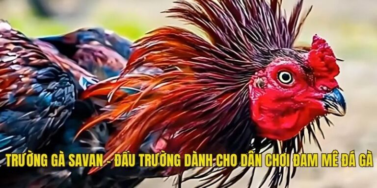 Trường Gà Savan - Đấu Trường Dành Cho Dân Chơi Đam Mê Đá Gà 2 Trường gà Savan